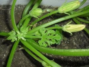 哈密瓜和鱼腥草可以吃吗,健康美味两不误  第2张