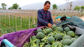 丁蜀镇吃瓜,瓜香四溢，品味夏日清凉  第1张