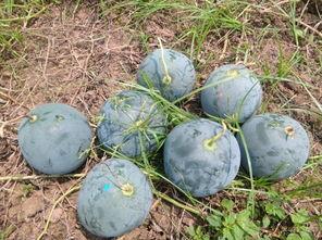 丁蜀镇吃瓜,瓜香四溢，品味夏日清凉  第2张