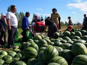 丁蜀镇吃瓜,瓜香四溢，品味夏日清凉  第3张