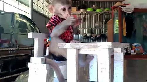 坐在凳子吃瓜,悠然品瓜趣