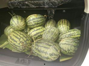 坐在凳子吃瓜,悠然品瓜趣  第2张