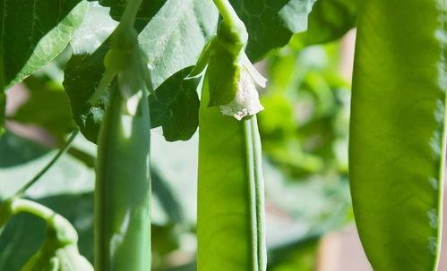 柳柳吃瓜,揭秘娱乐圈那些不为人知的幕后故事  第1张