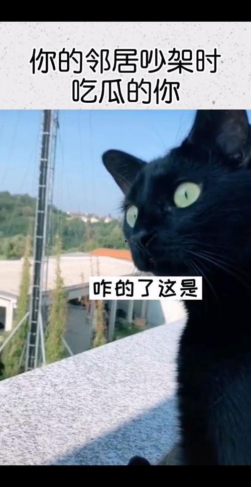 吵架了有瓜吃,揭秘“有瓜吃”背后的真相与趣味  第2张