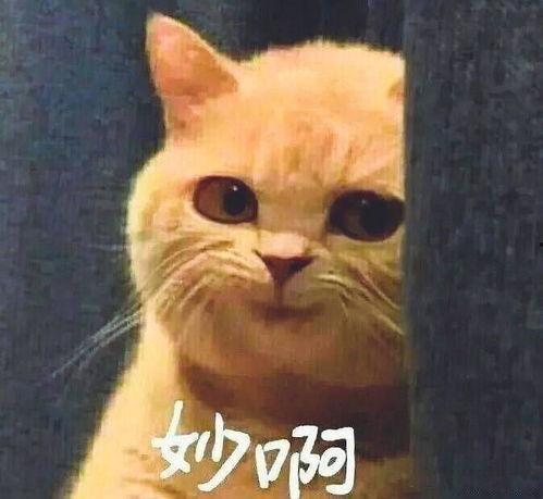 吃瓜视频金秀贤,吃瓜视频中的魅力巨星  第2张